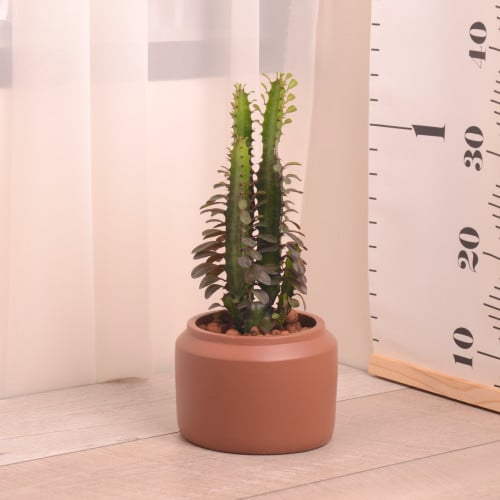 صبار هولندي مع حوض سيراميك ربني