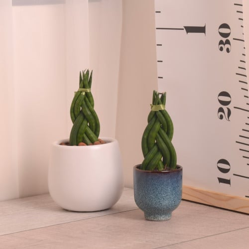 سنسفريا مجدول  Sansveria Braid مع وعاء صغير