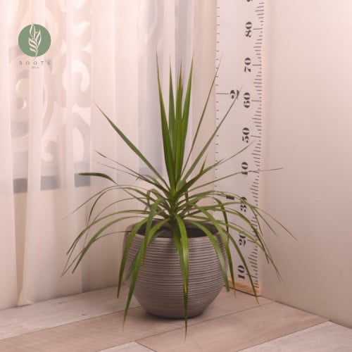 دراسينا مارجيناتا صغير