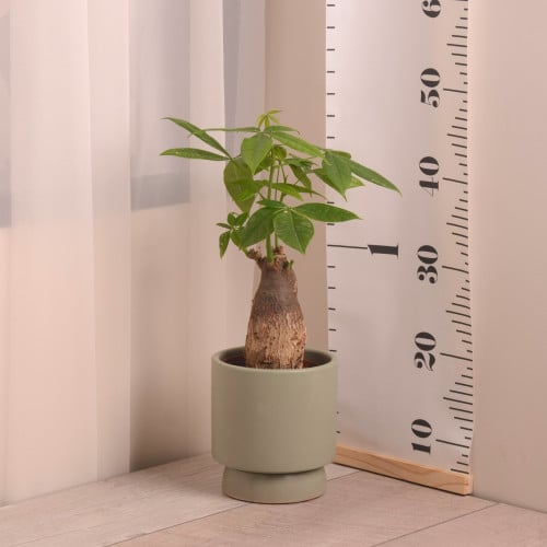 باشيرا بونساي