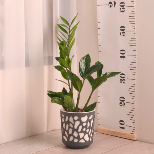 زاميا مع حوض بلاستيك مزخرف