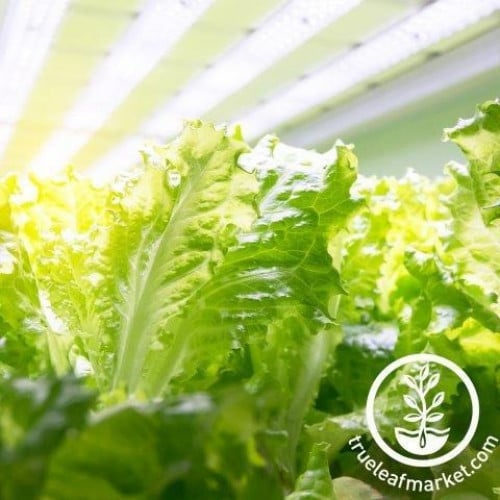 خس Lettuce Seeds - Tango ( 2 جرام )