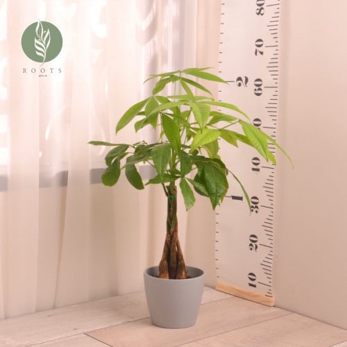 باشيرا أو شجرة المال Pachira aquatica