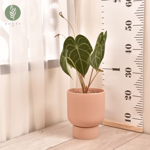 انثوريوم كلارنفيوم  Anthurium Clarinervium