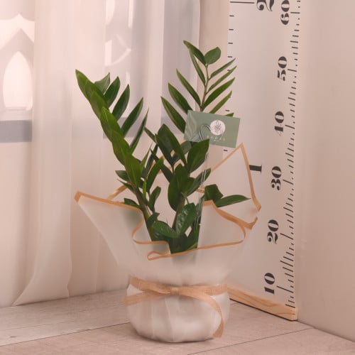 زاميا مع حوض سيراميك أبيض