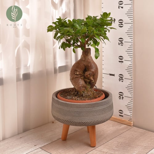 فيكس مكروكاربا بونساي Ficus Bonsai  مع حوض فايبر كلاي