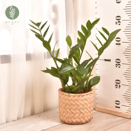 زاميا  Zamiculos