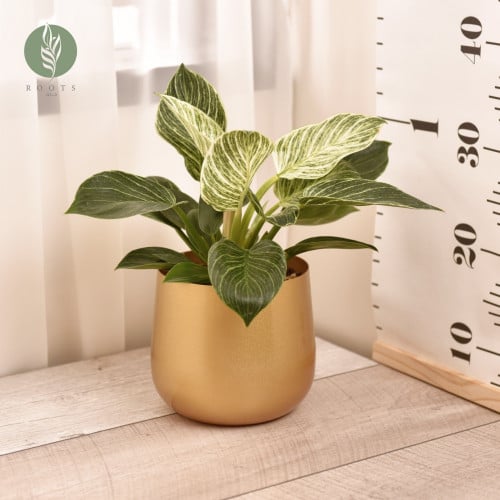 نبتة فيلودندرون مع حوص ذهبي معدني