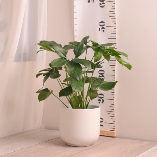 فيودندرون جويلدي goeldii