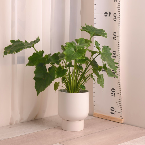 فيلودندرون شانجريلا philodndron shangrila