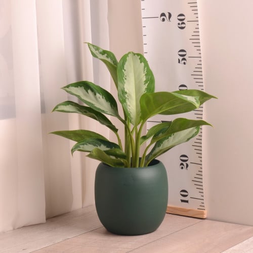 أجلونيما سلفر