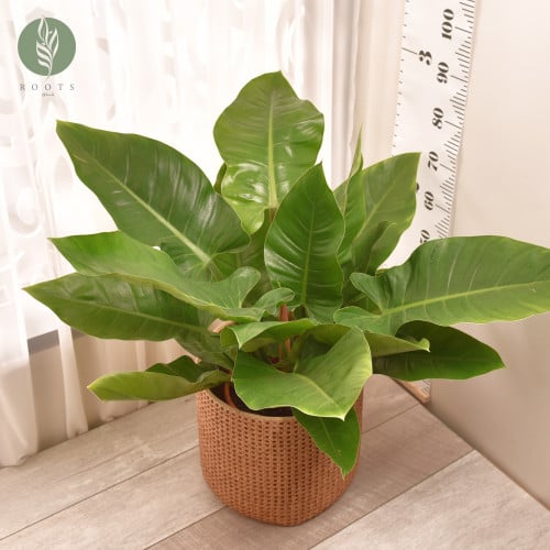 فيلودندرون امبريال  Philodendron Imperial