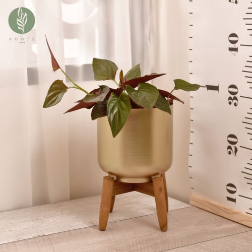 سنجونيوم السهم الأحمر صغير  Syngonium Red Arrow