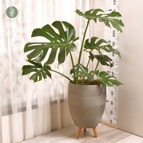 مونستيرا جامبو  Monstera Jumbo