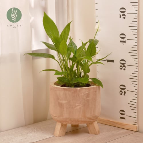 الأشرعة البيضاء أو زنبقة السلام spathiphyllum أو peace lily