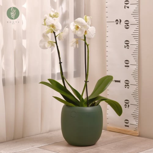 اوركيد أبيض Orchid