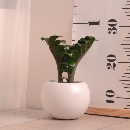 زاميا زينزي قزمية