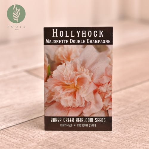 زهور هولي هوك hollyhock majorette double champagne