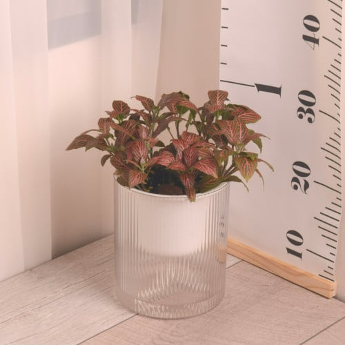 فيتونيا مع حوض ري ذاتي