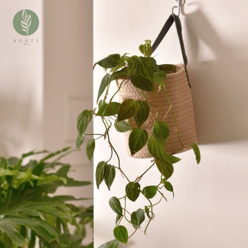 فيلودندرون ميكان  Philodendron Micans