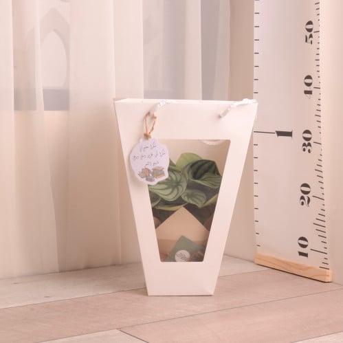 ببروميا ووتر ميلون