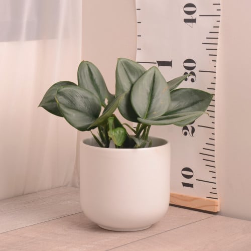 سكندابسس سلفر فين