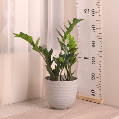 زاميا مع حوض رمادي ارتيفاسي بلاستيك