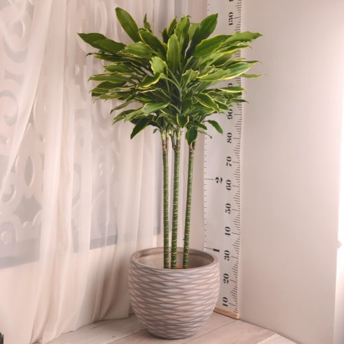 دراسينا جولد كوست