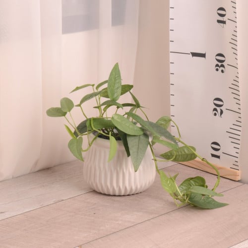 نبتة ايبيبرمنمم سيبو المتسلقة epipremnum cebu blue