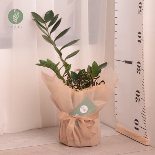 نبتة الزاميا Zamiculos  مع حوض سيراميك