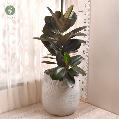 فيكس ابيدجان Ficus Abidjan