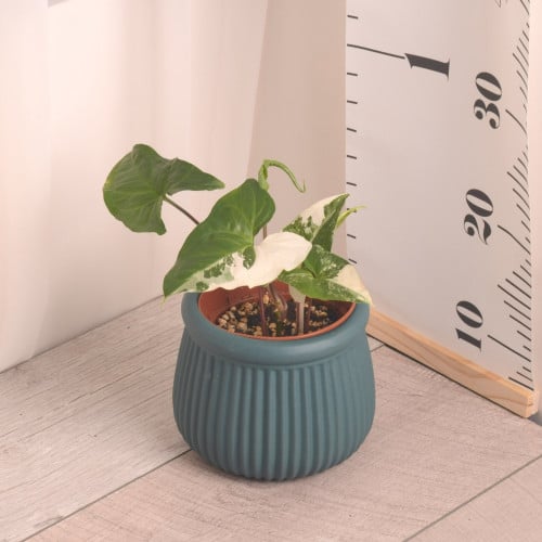 سنجونيوم مبرقش صغير