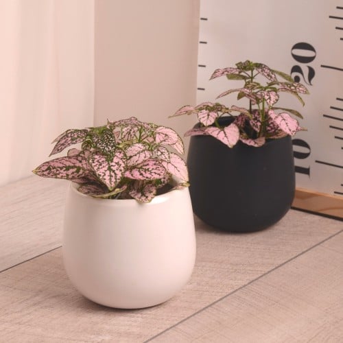 هيبوستس نبتة صغيرة بلون أخضر وزهري