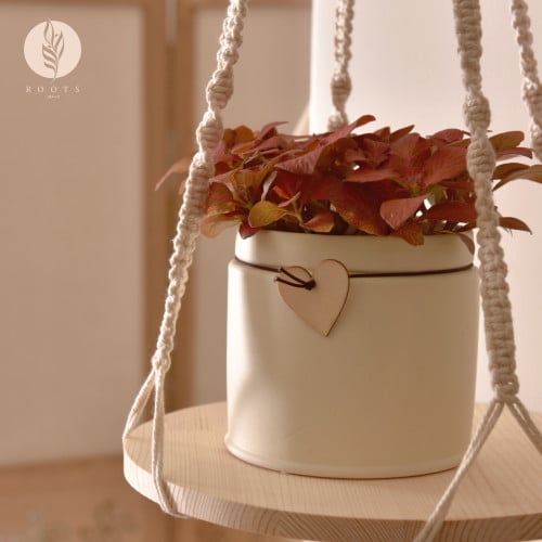 فيتونيا fittonia