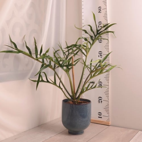 فيلودندرون  تورتوم