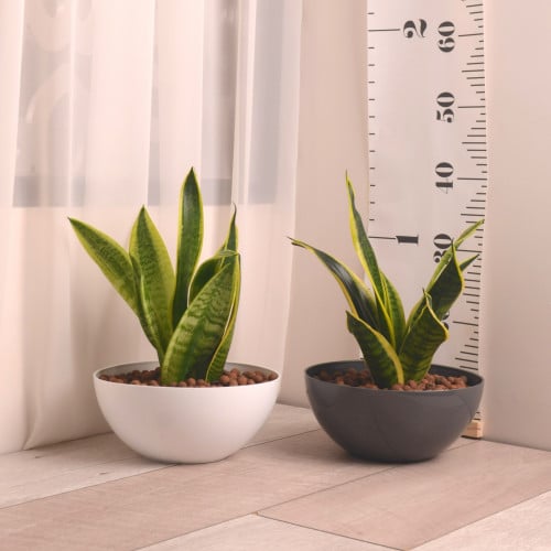 جلد النمر مع حوض دائري مسطح بلاستيك