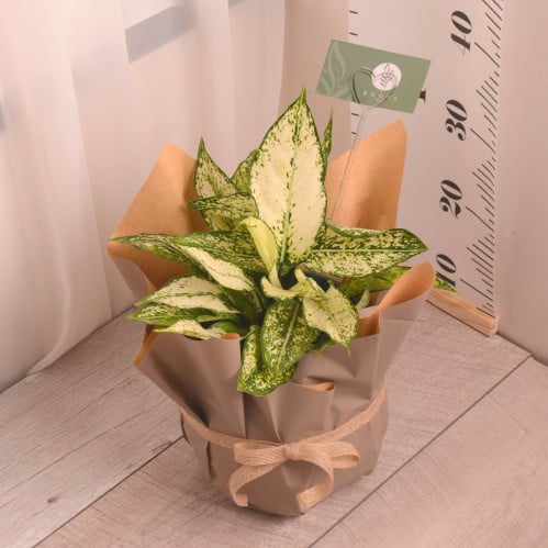 أجلونيما مبرقش