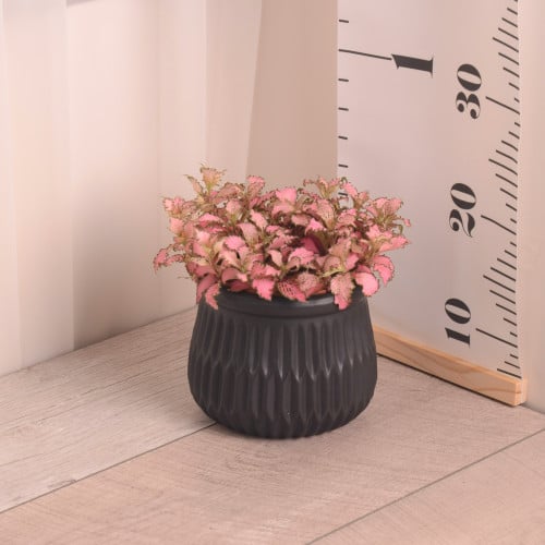 فيتونيا وردية