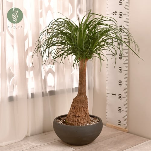 نولينا أو رجل الفيل Beaucarena