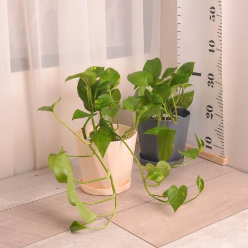 بوتس متسلق مع حوض بلاستيك