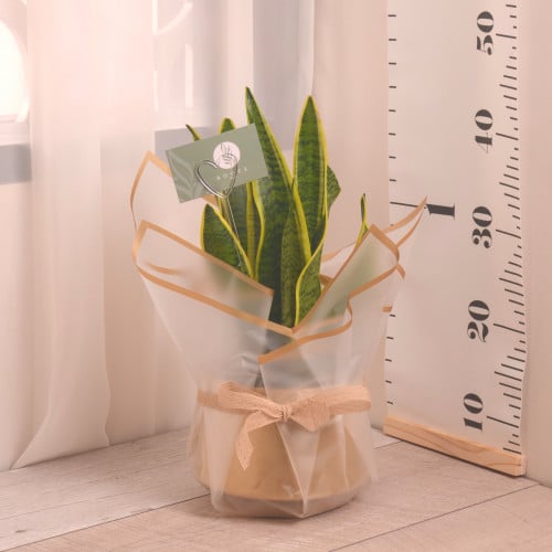 سنسفيريا تريف أصفر مع حوض سيراميك ذهبي