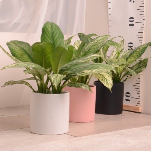 زنبقة السلام المبرقشة Spathiphyllum Sensation Variegated (Peace Lily)