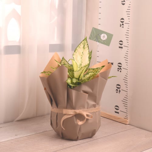 أجلونيما مبرقش مع حوض سيراميك أخضر