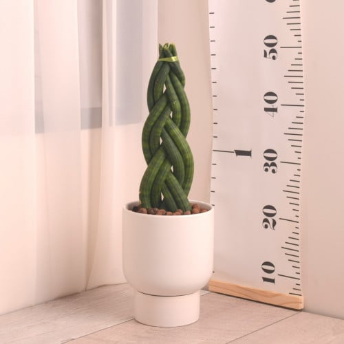 سنسفريا مجدول مع حوض سيراميك أبيض