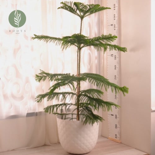 أروكاريا  Araucaria
