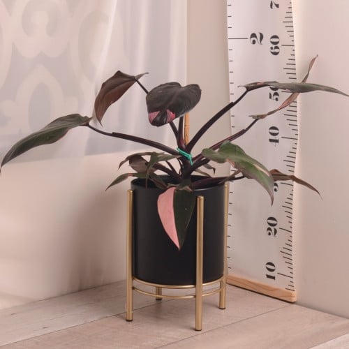 فيلودندرون الأميرة الوردية بينك برنسس