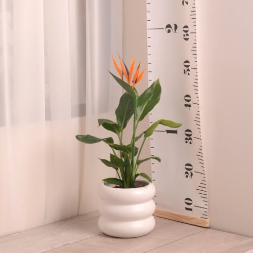 عصفور الجنة صغيرة