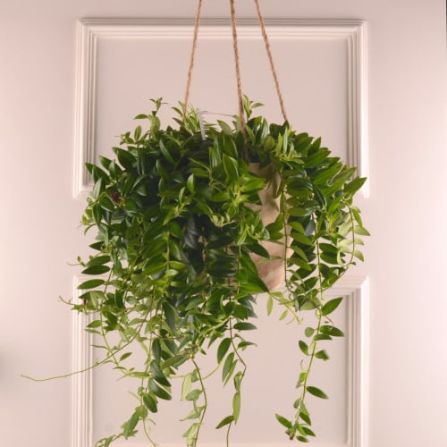 نبتة أحمر الشفاه المعلقة Aeschynanthus radicans Rasta