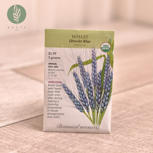 قمح wheat utrecht blue