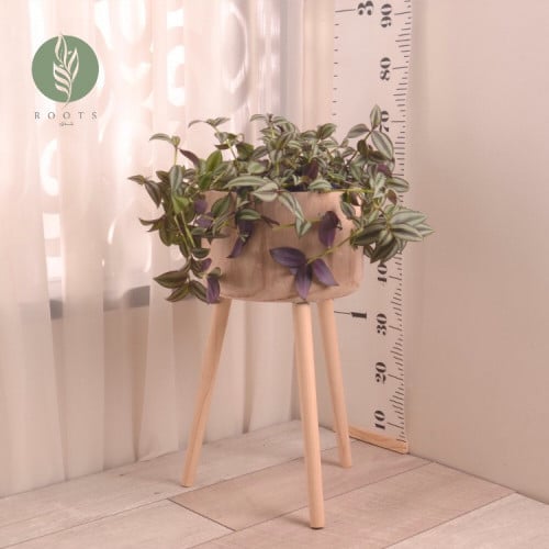 ترادسكانتيا Tradescantia pallida